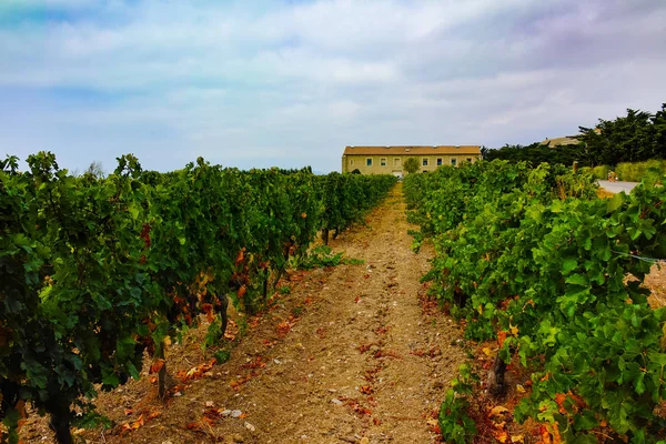 Viñedo en Domaine de Maguelone cerca de Montpellier, Sur de Francia , — Foto de Stock