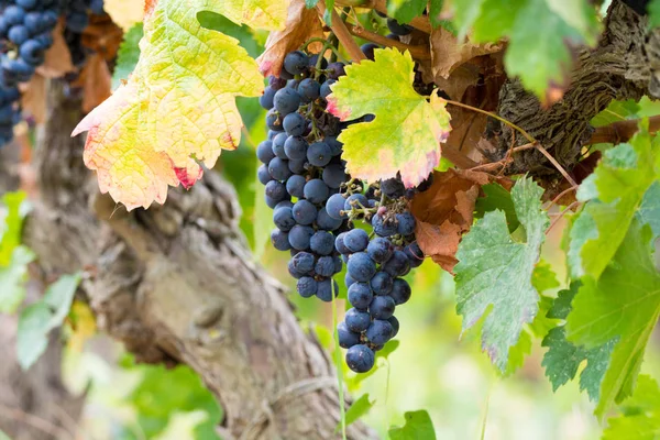 Olgun kırmızı şarap üzüm hasat hazır