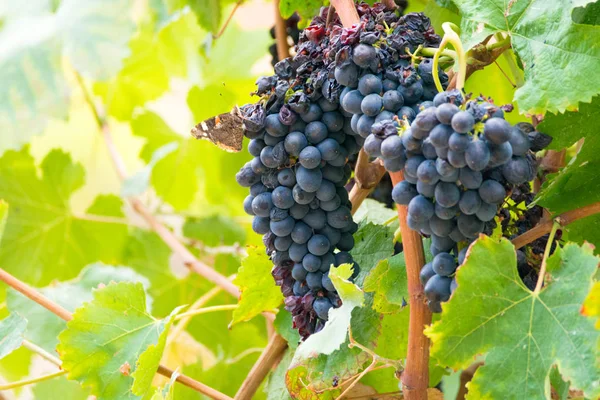 Mogna röda vin druvor redo att skörda — Stockfoto