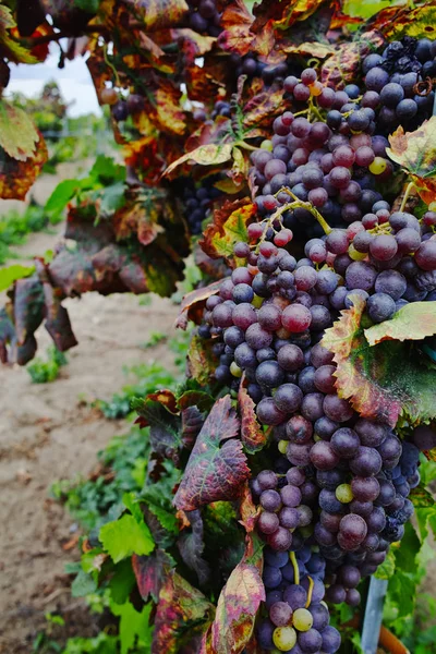 Herbstfarben - Rotweintrauben auf sandigen Weinbergen, camargue, pr — Stockfoto
