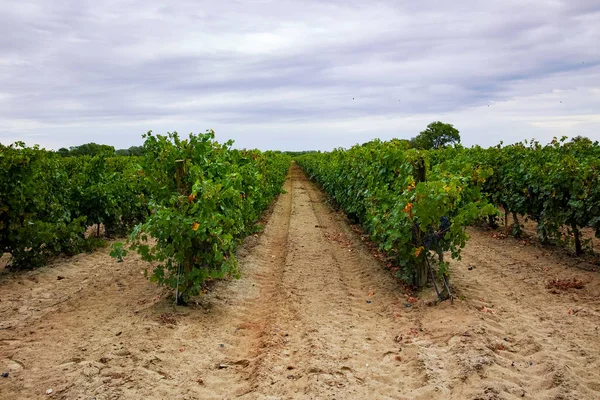 Uva de vino tinto madura lista para cosechar, viñedo arenoso en Camargue —  Fotos de Stock