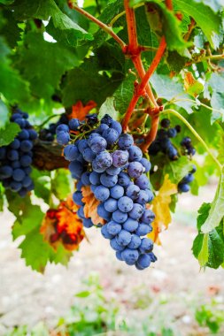 Ripe red wine grape ready to harvest clipart