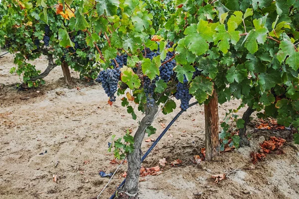 Uva de vino tinto madura lista para cosechar, viñedo arenoso en Camargue —  Fotos de Stock