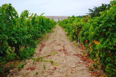 Vineyard in Domaine de Maguelone near Montpellier, South France, clipart