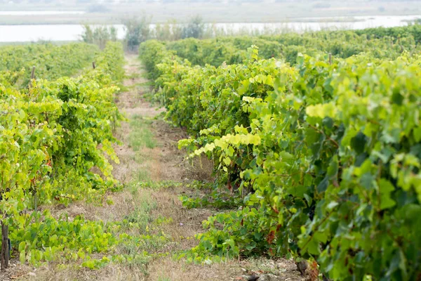 Виноградник в Домейн-де-Магуелоне недалеко от Монпелье, Южная Франция , — стоковое фото