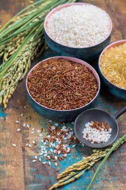 Yeşil pirinç kulaklarından Camargue pirinç tarlaları Fransa ve valiety 