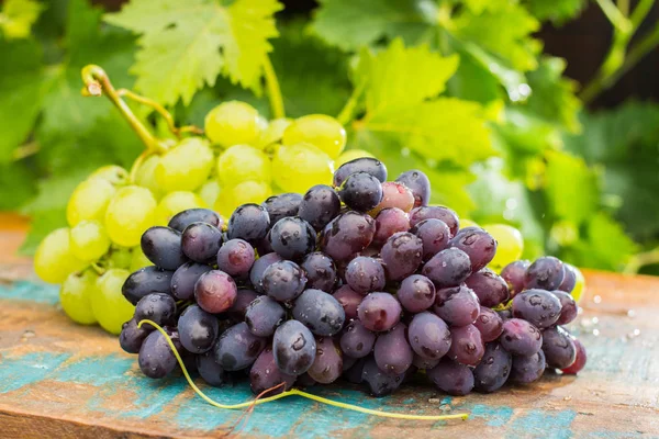 Healthy fruits Red and White wine grapes in the vineyard, dark g — Stock Photo, Image