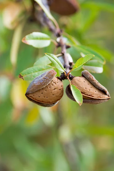 Zralé Mandlemi Ořechy Stromě Připraven Sklizeň Jíst — Stock fotografie