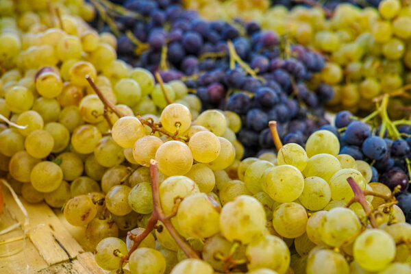 White muscat grape and dark grape - sweet and tasty dessert, hea