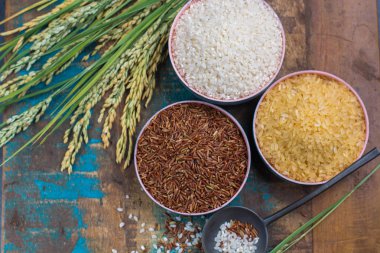 Yeşil pirinç kulaklarından Camargue pirinç tarlaları Fransa ve valiety 