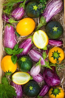 Taze organik sebze arka plan, duvar kağıdı - yuvarlak kabak ve patlıcan