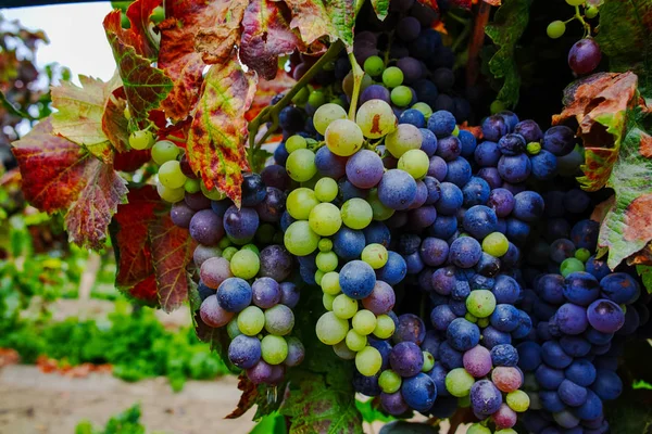 Colori autunnali - uva da vino rossa su vigneti sabbiosi, Camargue, Pr — Foto Stock