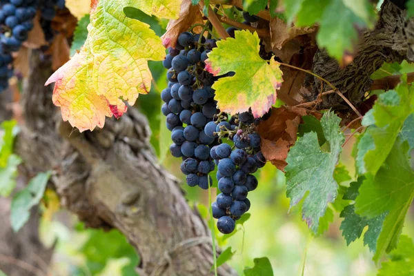 Olgun kırmızı şarap üzüm hasat hazır Güney Fransa