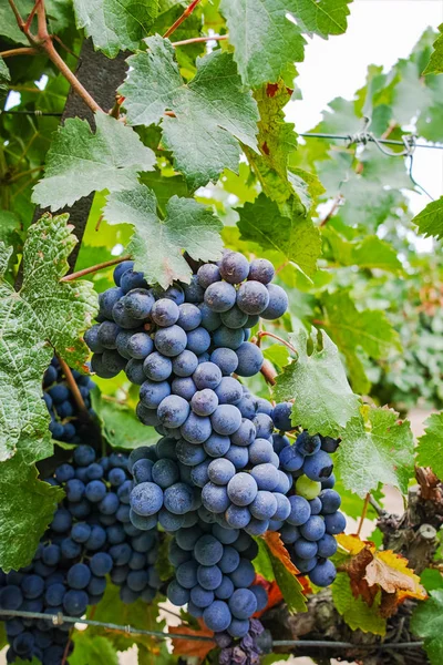 Ripe Red Wine Grape Ready Harvest South France — Stock Photo, Image