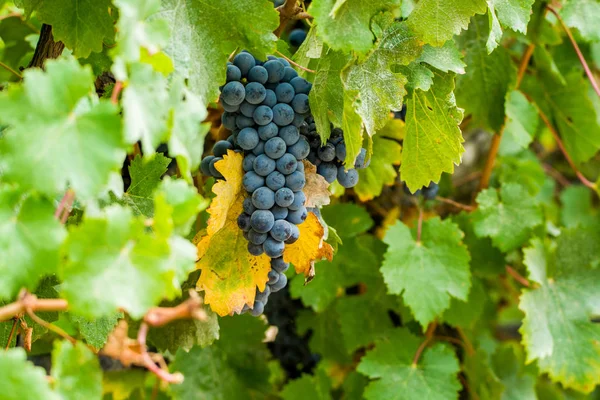 Mogna Röda Vin Druvor Redo Att Skörda Södra Frankrike — Stockfoto