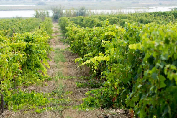Weinberg Domaine Maguelone Der Nähe Von Montpellier Südfrankreich Rotweinplantage — Stockfoto
