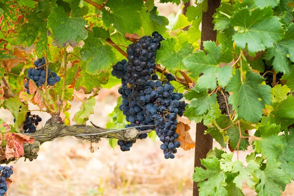 Спелые Красные Вина Виноград Готов Сбору Урожая Южная Франция — стоковое фото