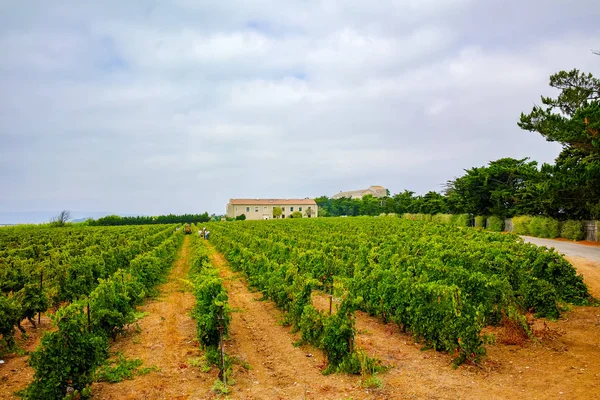 Vineyard Domaine Maguelone Montpellier South France Red Wine Grape Plantation — Stock Photo, Image