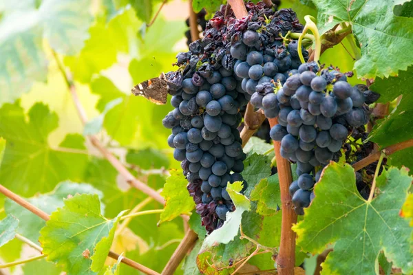 Uva de vino tinto madura lista para cosechar — Foto de Stock