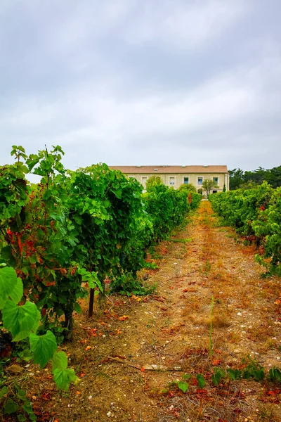 Winnica w Domaine de Maguelone niedaleko Montpellier, Francja Południowa, — Zdjęcie stockowe
