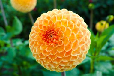 Bitki üzerinde Somon portakal dahlia çiçek, Güzel buket veya bahçeden dekorasyon