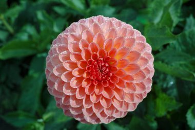 Çiçek üzerinde pembe gül dahlia çiçek, Güzel buket veya bahçeden dekorasyon