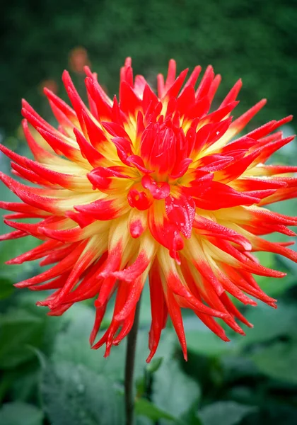 Dália Vermelha Flor Planta Lindo Buquê Decoração Jardim — Fotografia de Stock