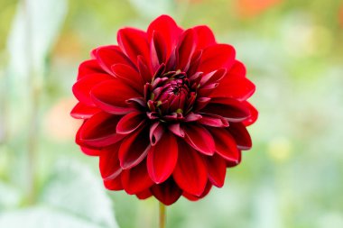 Kırmızı Yıldız çiçeği çiçek bitki, Beautiful buket veya bahçe dekorasyon