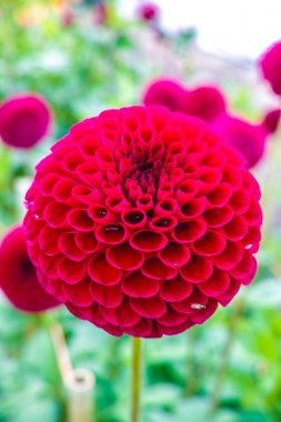 Çiçek üzerinde pembe gül dahlia çiçek, Güzel buket veya bahçeden dekorasyon