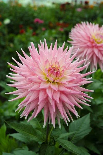 Çiçek Üzerinde Pembe Gül Dahlia Çiçek Güzel Buket Veya Bahçeden — Stok fotoğraf