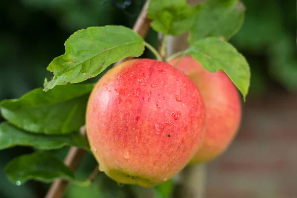 Μεγάλα Κόκκινα Μήλα Κόκκινο Χρώμα Στο Δέντρο Της Μήλου Έτοιμα — Φωτογραφία Αρχείου