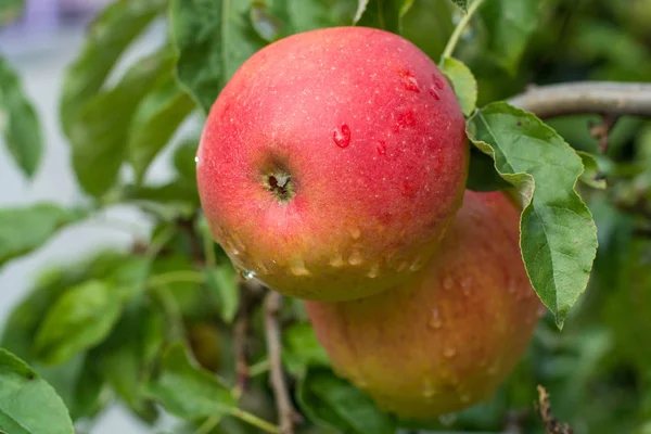 Μεγάλα Κόκκινα Μήλα Κόκκινο Χρώμα Στο Δέντρο Της Μήλου Έτοιμα — Φωτογραφία Αρχείου