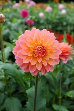 Çiçek üzerinde pembe gül dahlia çiçek, Güzel buket veya bahçeden dekorasyon