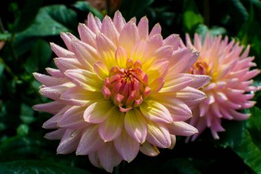 Çiçek üzerinde pembe gül dahlia çiçek, beatyful buket veya bahçeden dekorasyon