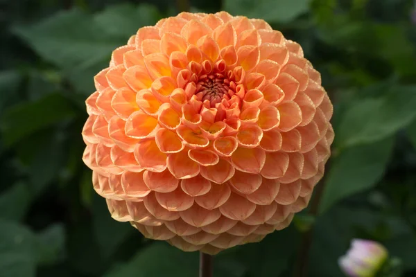 Bitki üzerinde Somon portakal dahlia çiçek, beatyful buket veya bahçeden dekorasyon
