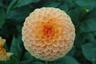 Bitki üzerinde Somon portakal dahlia çiçek, Güzel buket veya bahçeden dekorasyon