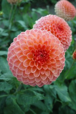 Çiçek üzerinde pembe gül dahlia çiçek, Güzel buket veya bahçeden dekorasyon