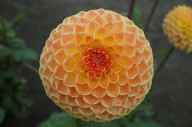 Bitki üzerinde Somon portakal dahlia çiçek, Güzel buket veya bahçeden dekorasyon