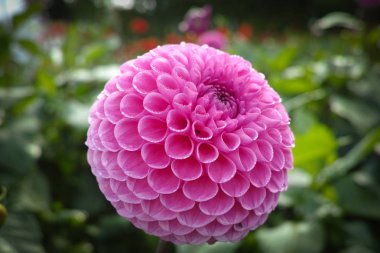 Çiçek üzerinde pembe gül dahlia çiçek, Güzel buket veya bahçeden dekorasyon