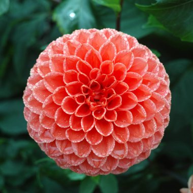 Çiçek üzerinde pembe gül dahlia çiçek, Güzel buket veya bahçeden dekorasyon