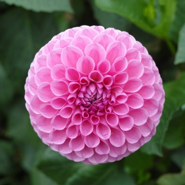 Çiçek üzerinde pembe gül dahlia çiçek, Güzel buket veya bahçeden dekorasyon