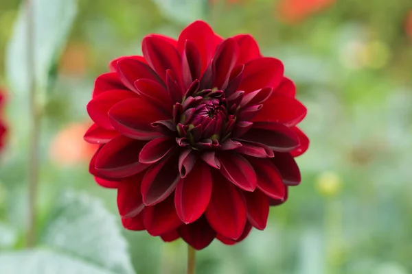 Floare Dahlia Roșie Plantă Buchet Frumos Sau Decorare Din Grădină — Fotografie, imagine de stoc
