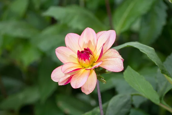 Ροζ Rose Ντάλια Λουλούδι Στο Φυτό Γεμάτο Μπουκέτο Ανθοδέσμη Διακόσμηση — Φωτογραφία Αρχείου