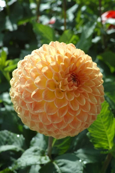 Bitki üzerinde Somon portakal dahlia çiçek, Güzel buket veya bahçeden dekorasyon