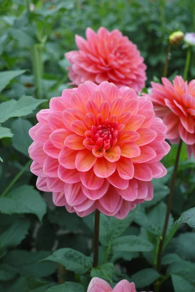 Rose Rose Fleur Dahlia Sur Plante Beau Bouquet Décoration Jardin — Photo