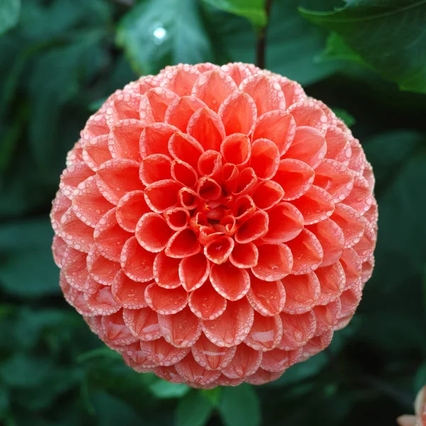 Çiçek üzerinde pembe gül dahlia çiçek, Güzel buket veya bahçeden dekorasyon