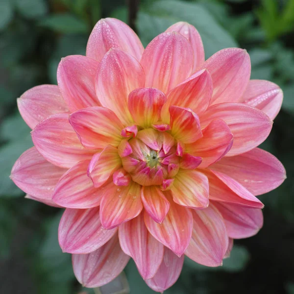 Rose Rose Fleur Dahlia Sur Plante Beau Bouquet Décoration Jardin — Photo