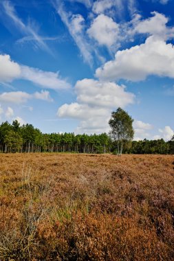 Kempen ormanlarında Heather bozkırları, Kuzey Brabant, Hollanda, sonbahar günleri