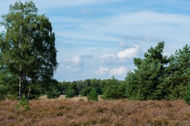 Kempen ormanlarında Heather bozkırları, Kuzey Brabant, Hollanda, sonbahar günleri