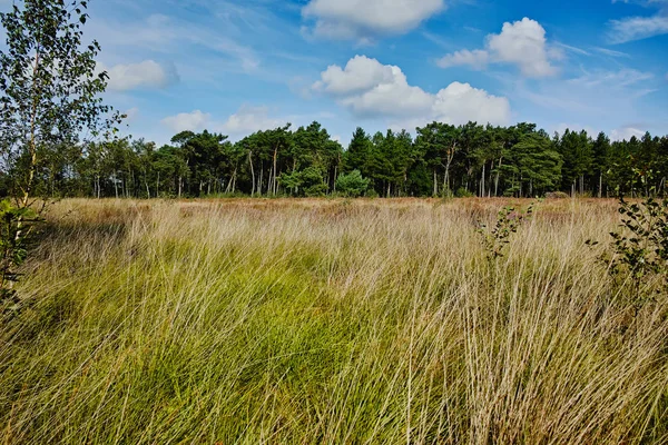 Kempen ormanlarında Heather bozkırları, Kuzey Brabant, Hollanda, sonbahar günleri